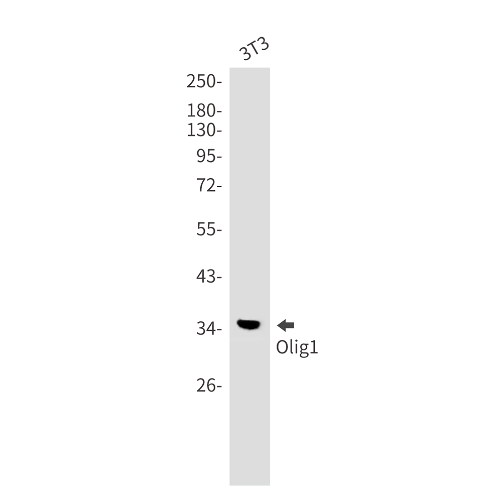 Olig1