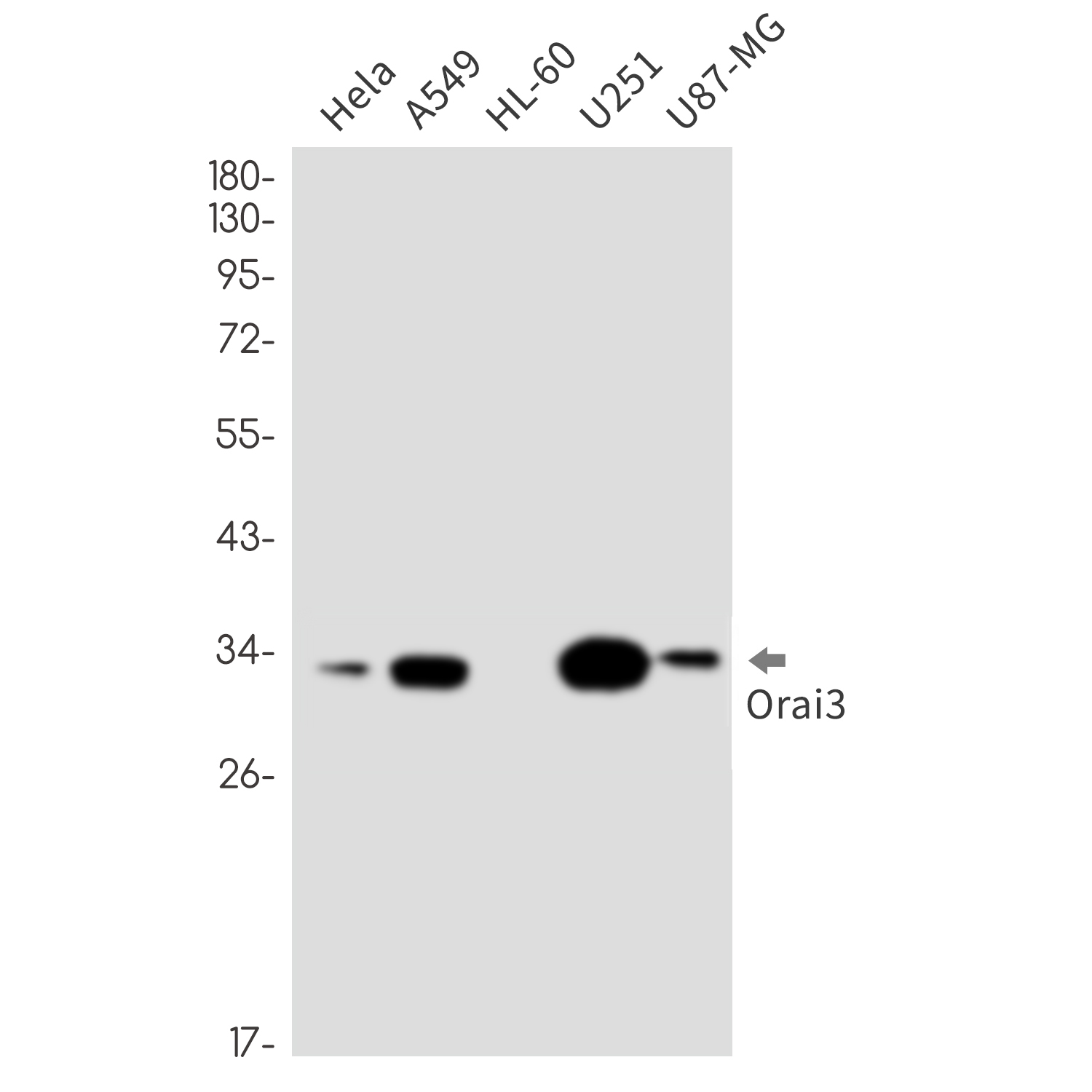 ORAI3