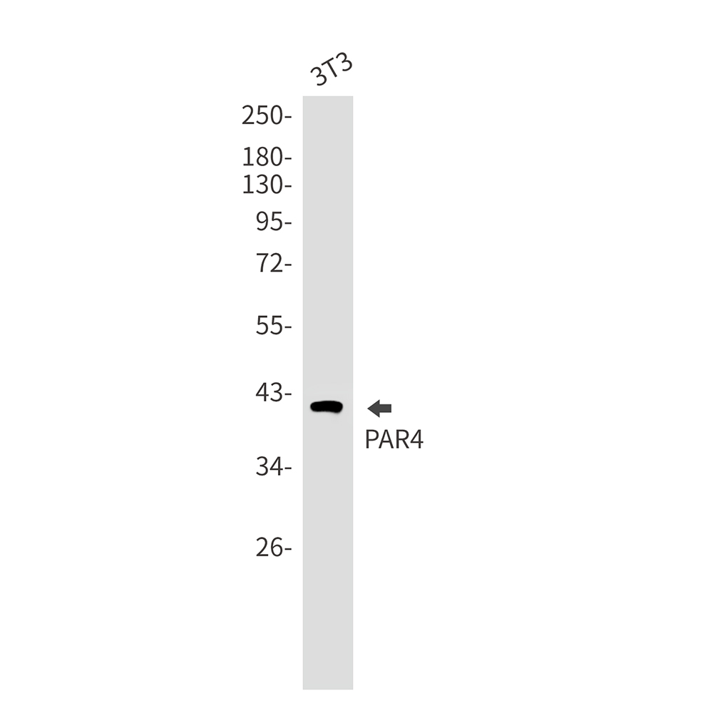 PAR4