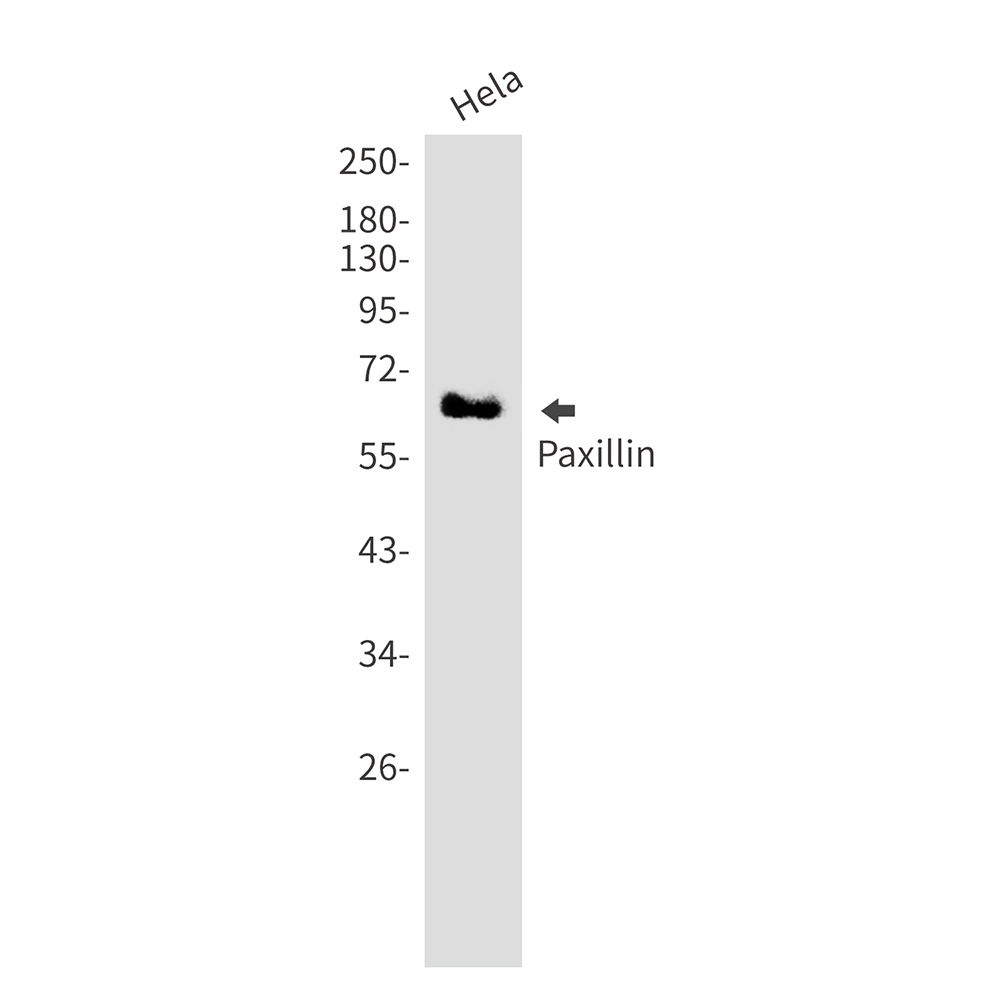 Paxillin
