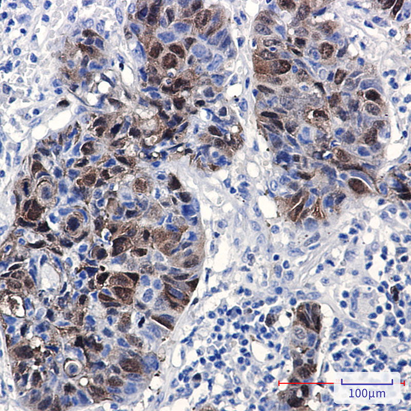 Rabbit Monoclonal Antibody to PBK