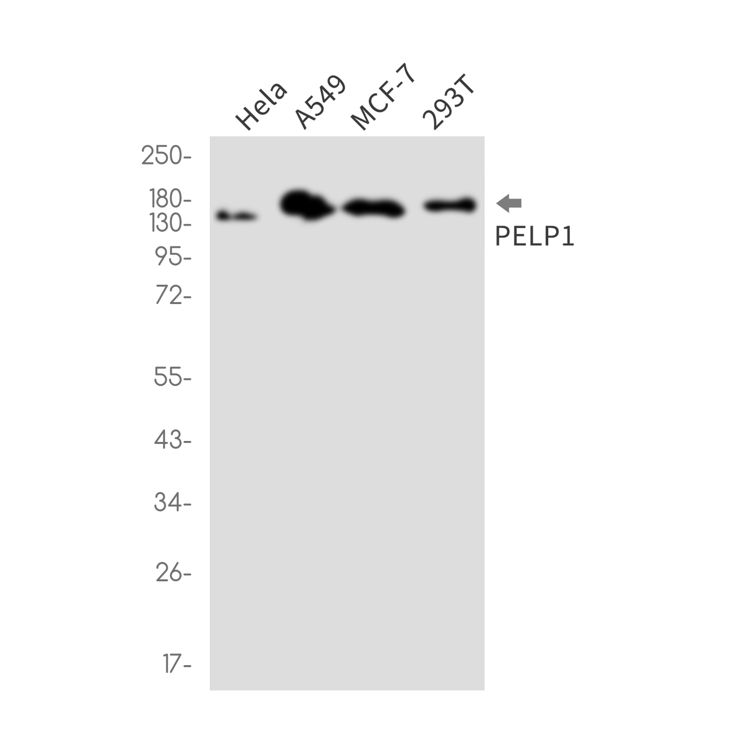 PELP1