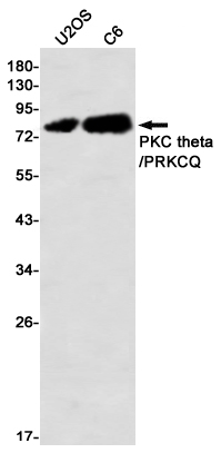 PKC theta