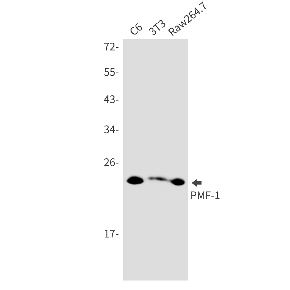 PMF 1