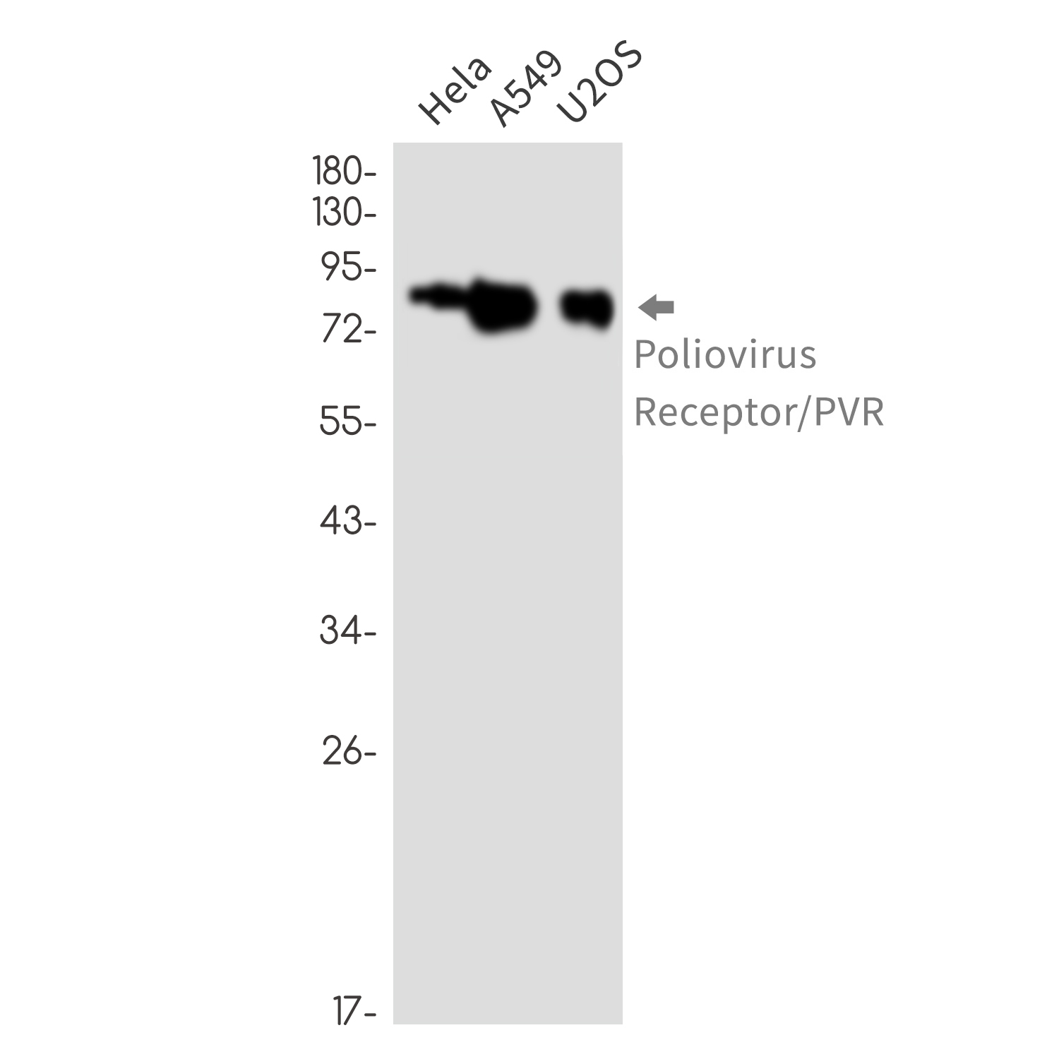 Poliovirus Receptor