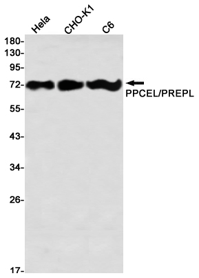 Rabbit Monoclonal Antibody to PPCEL