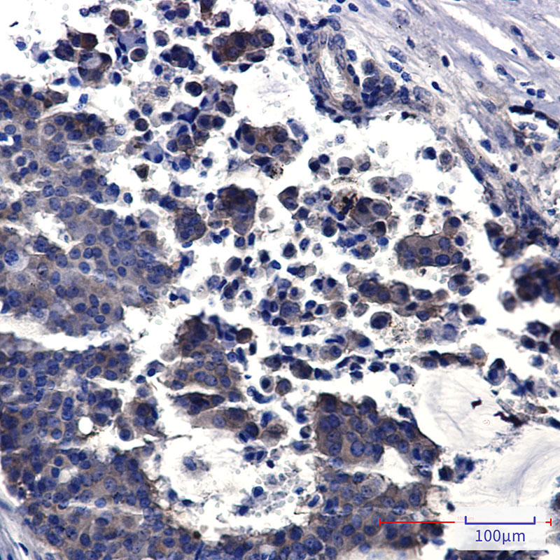 Rabbit Monoclonal Antibody to PPCEL