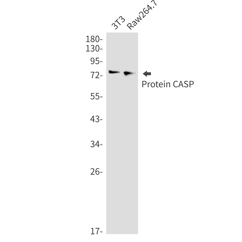 Protein CASP