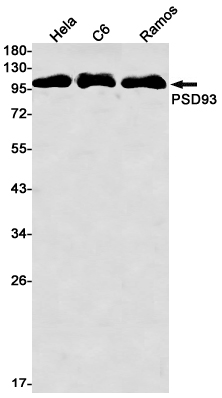 PSD93