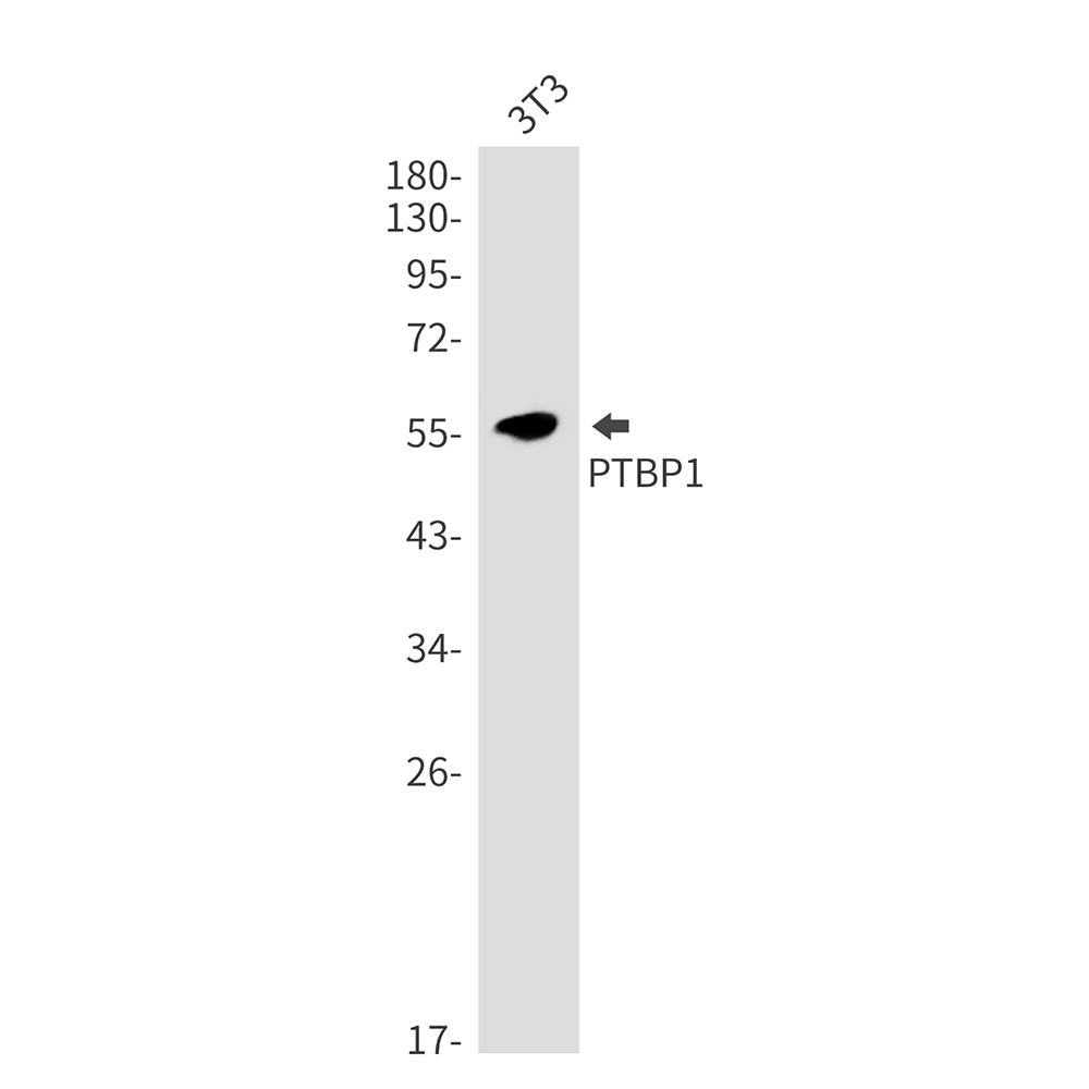 PTBP1