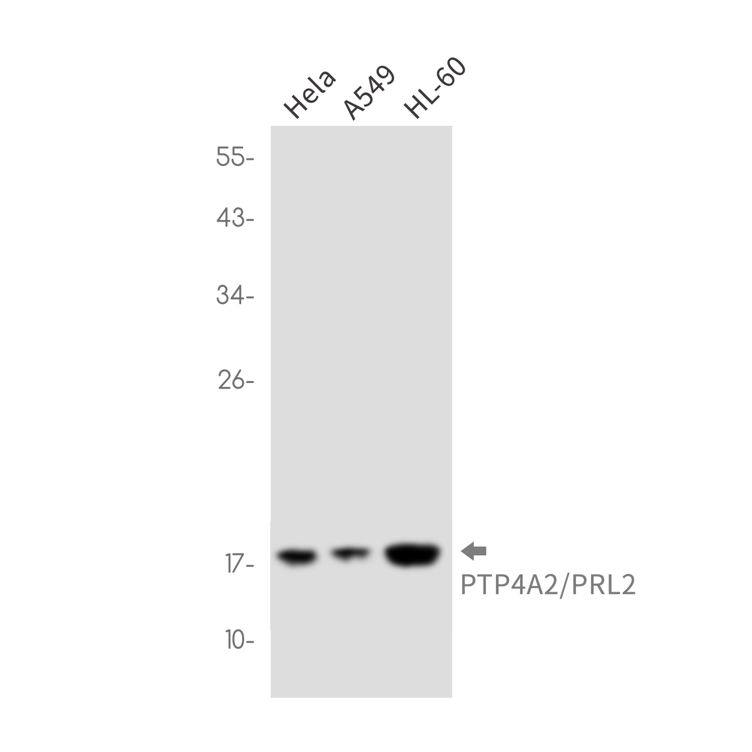 PTP4A2