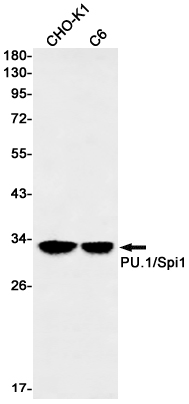 SPI1