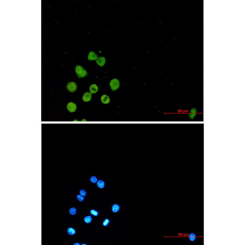 Rabbit Monoclonal Antibody to SPI1