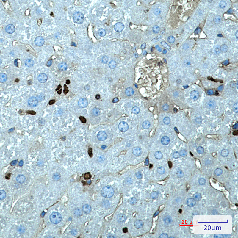 Rabbit Monoclonal Antibody to SPI1