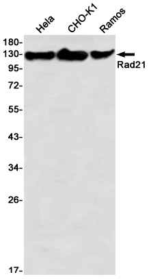 Rad21