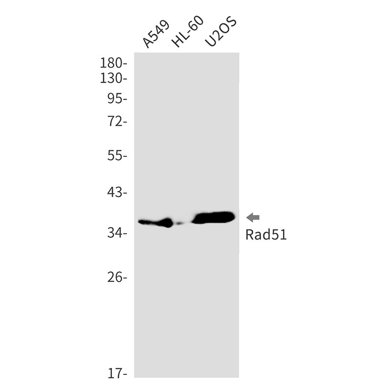 Rad51