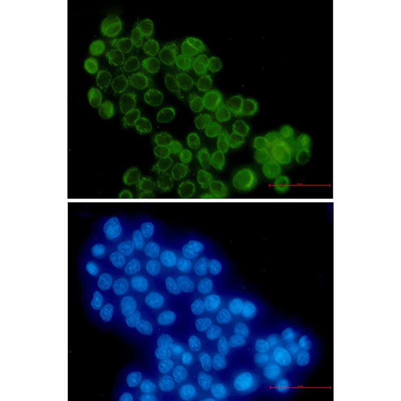 Rabbit Monoclonal Antibody to RanGAP1