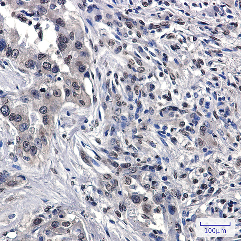 Rabbit Monoclonal Antibody to RASA1