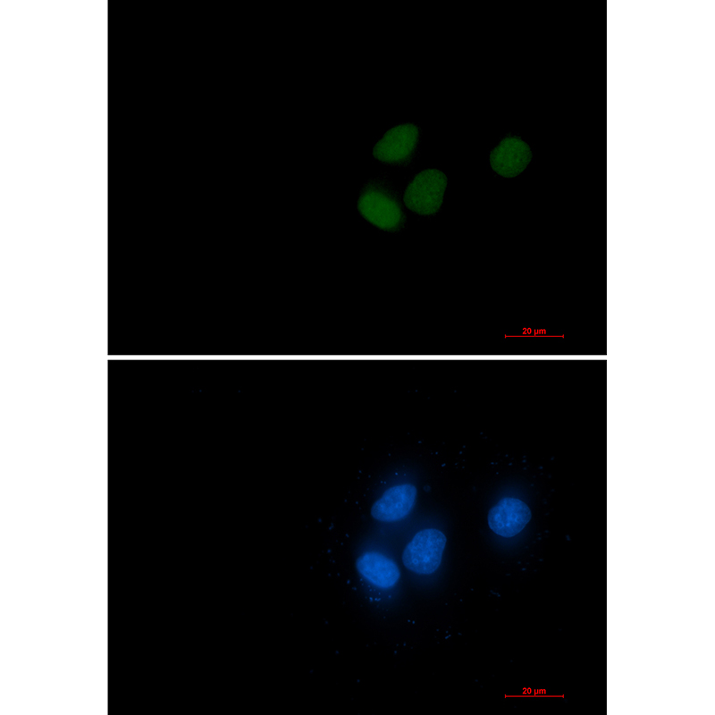 Rabbit Monoclonal Antibody to RCC1
