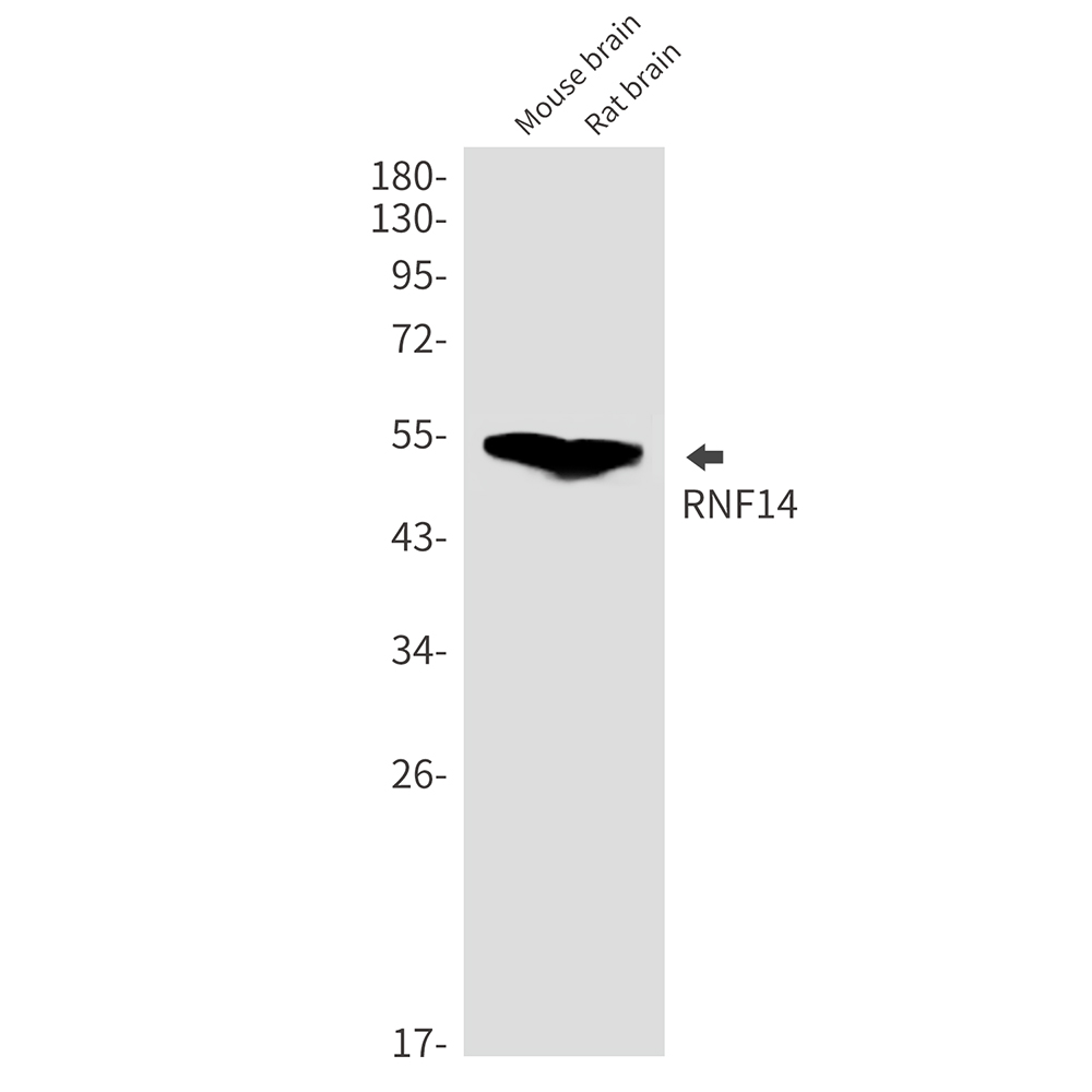 RNF14
