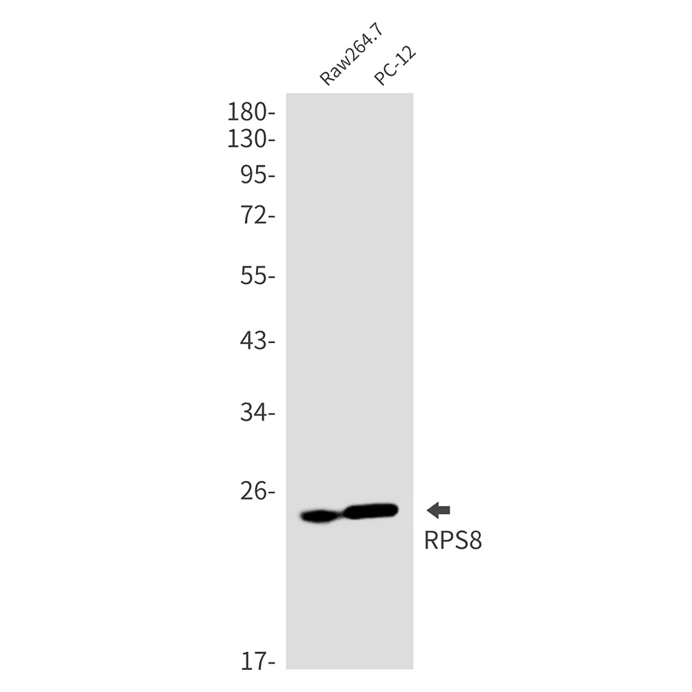 RPS8