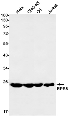 Rabbit Monoclonal Antibody to RPS8