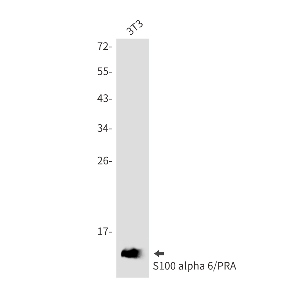S100 alpha6