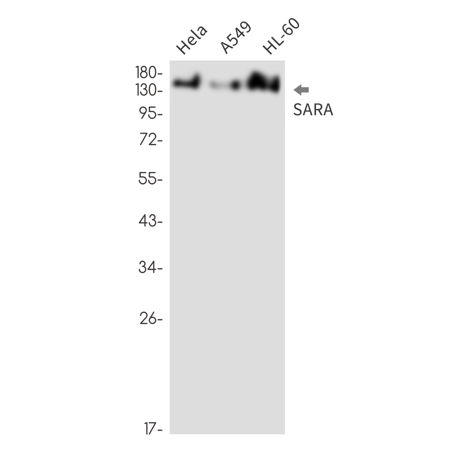 SARA