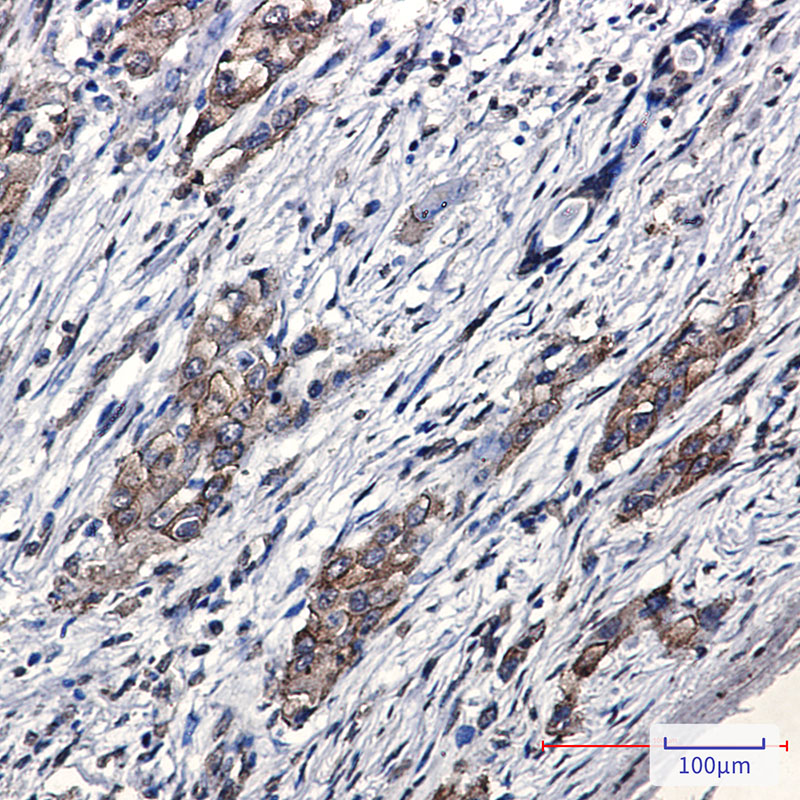 Rabbit Monoclonal Antibody to SARA