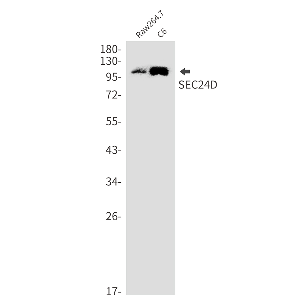 SEC24D