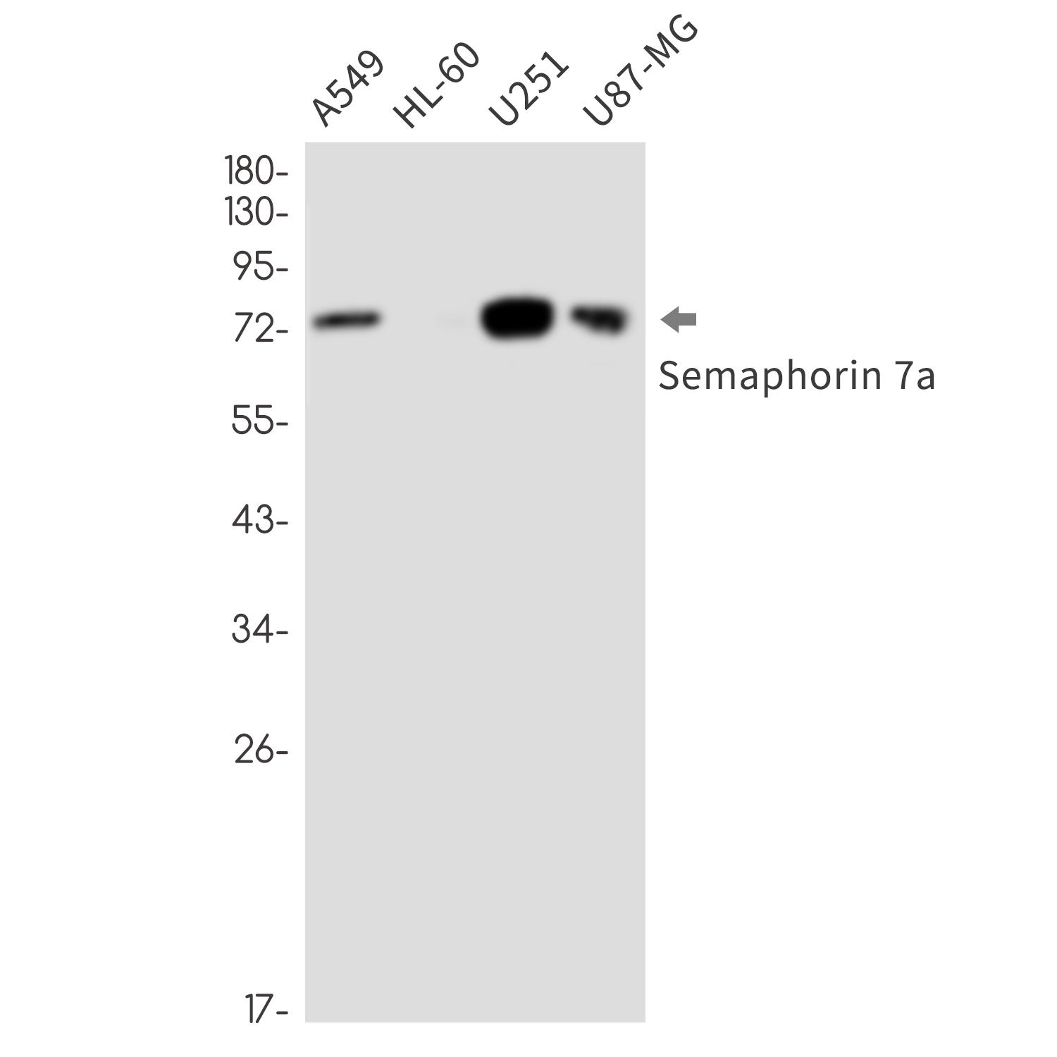 Semaphorin 7A