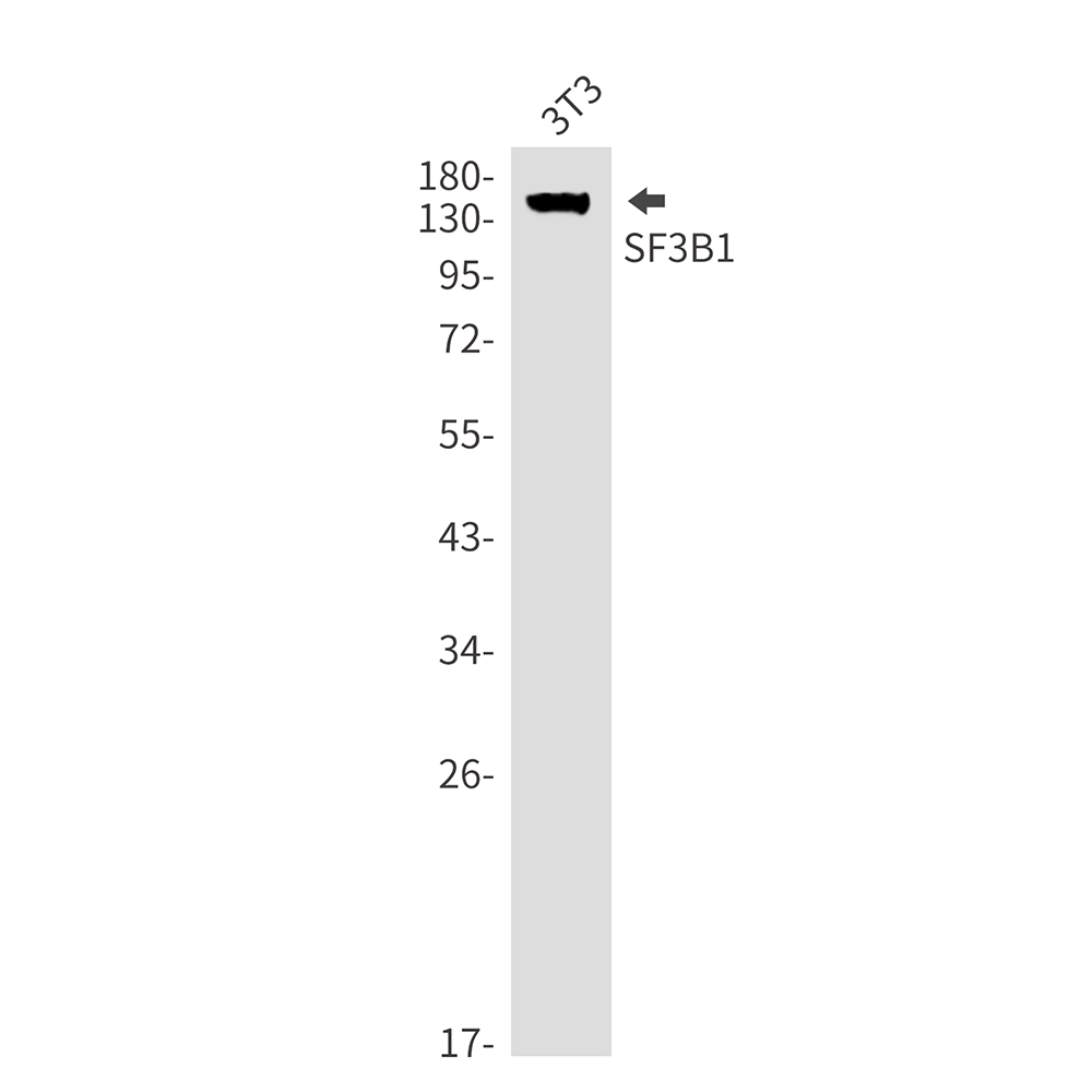 SF3B1
