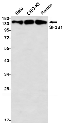 Rabbit Monoclonal Antibody to SF3B1