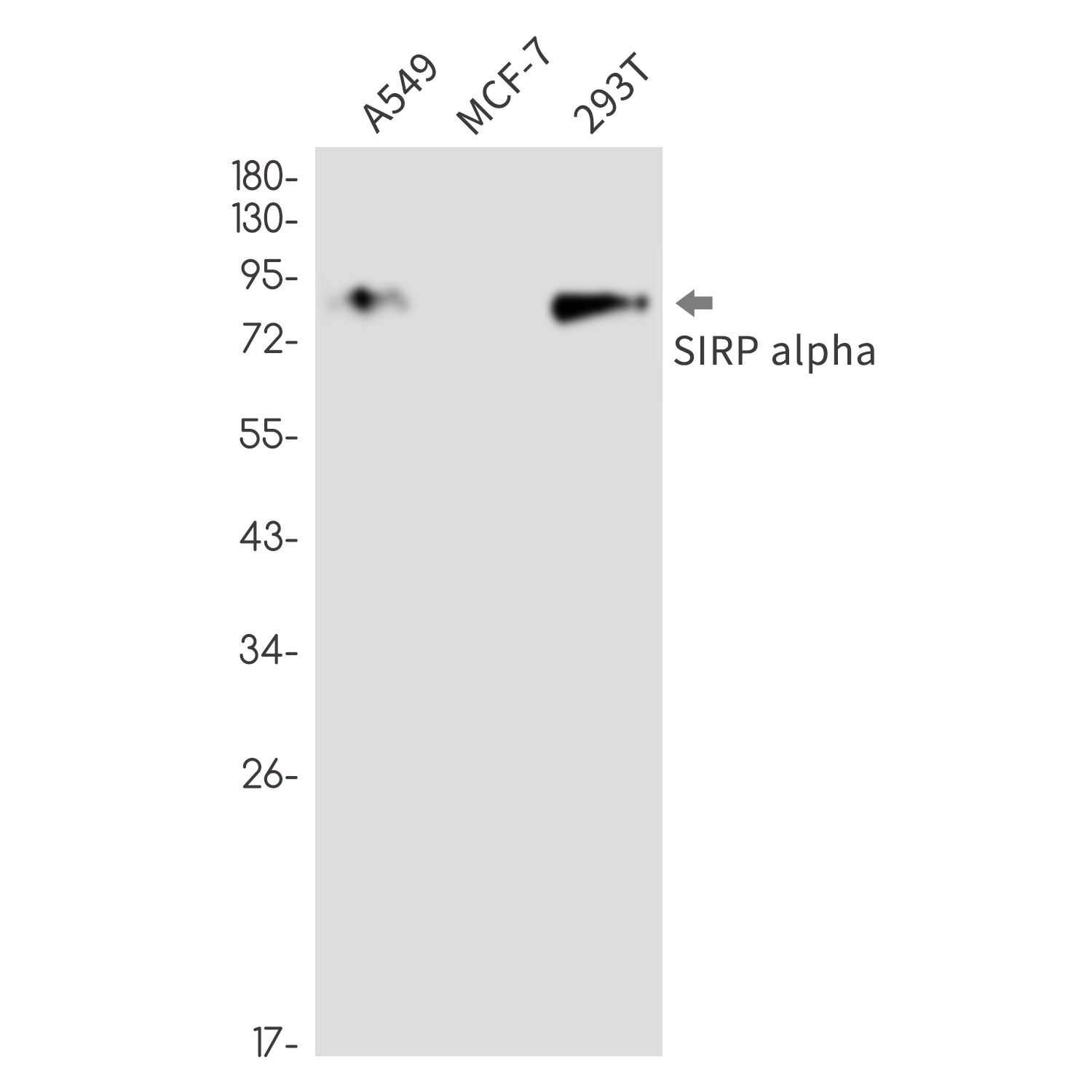 SIRP alpha