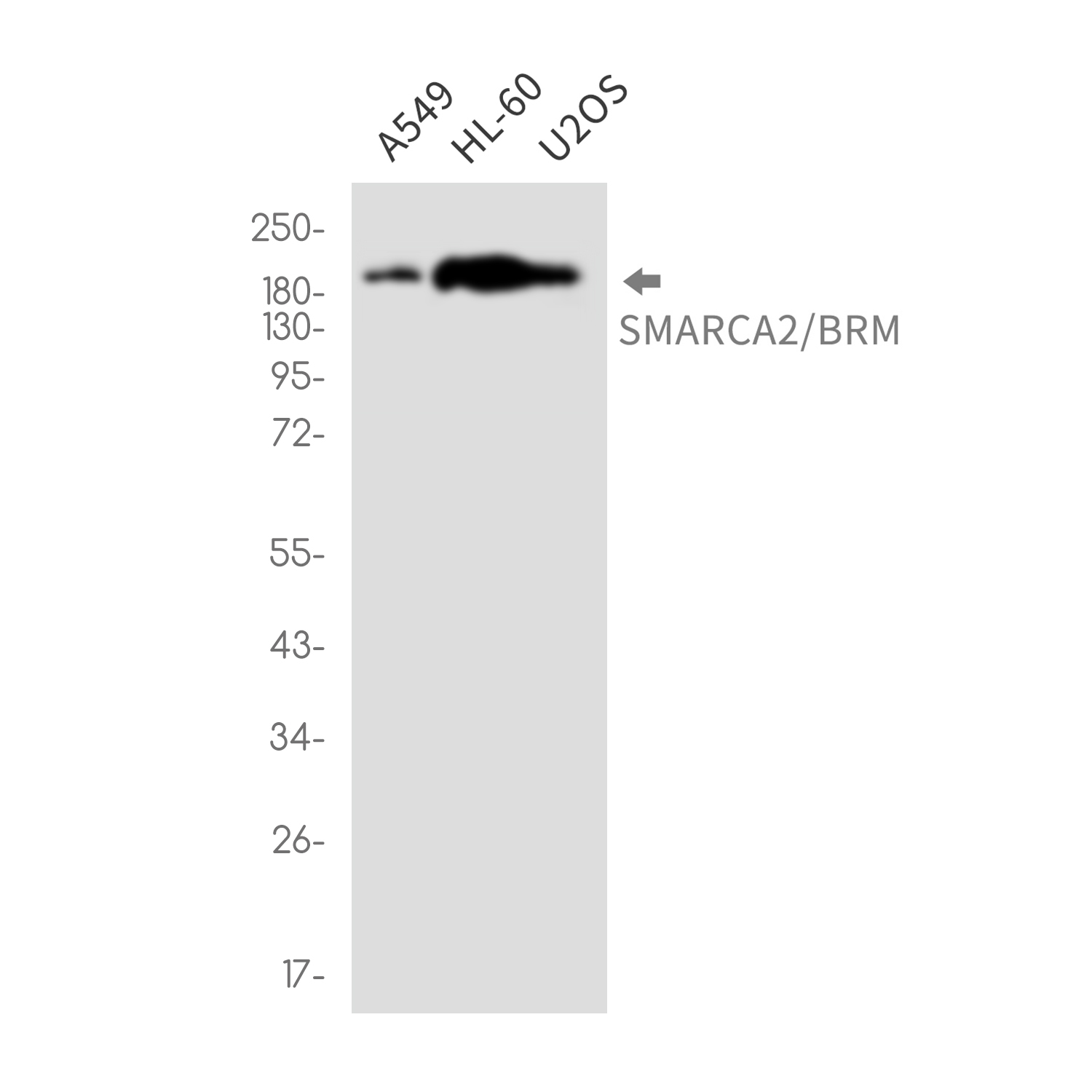 SMARCA2