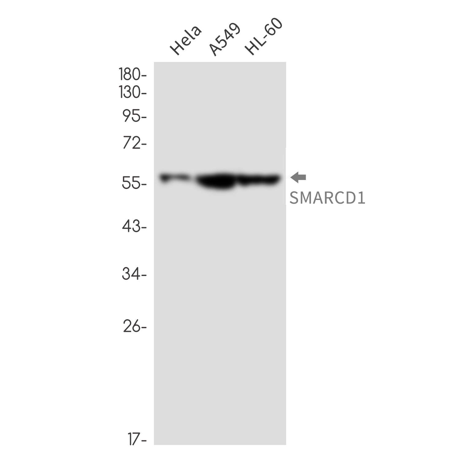 SMARCD1