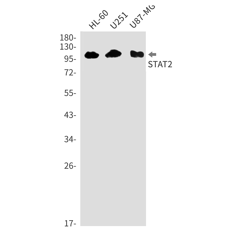 STAT2