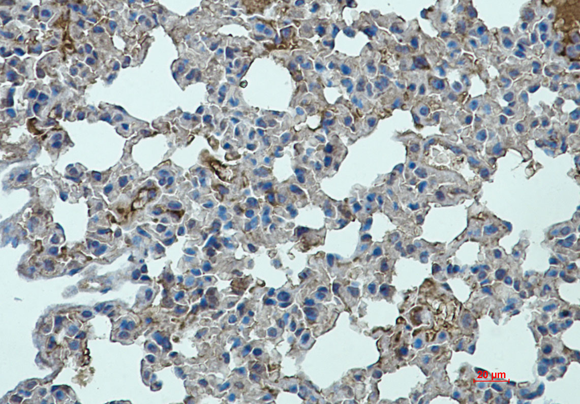 Rabbit Monoclonal Antibody to STAT2