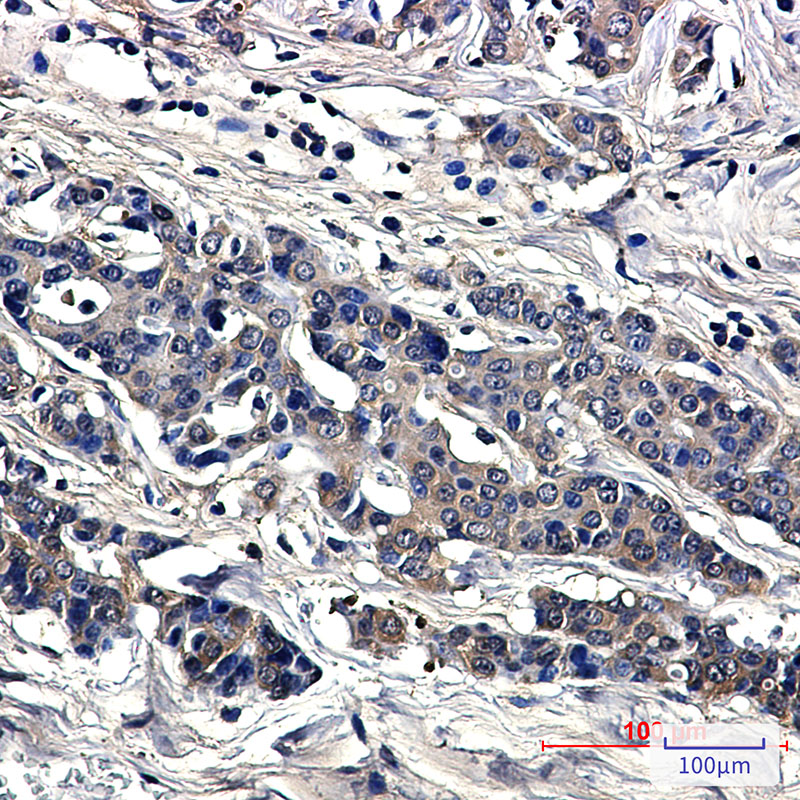 Rabbit Monoclonal Antibody to Superoxide Dismutase 1