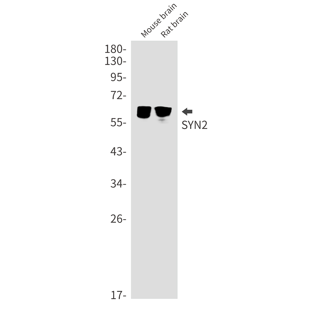Synapsin 2