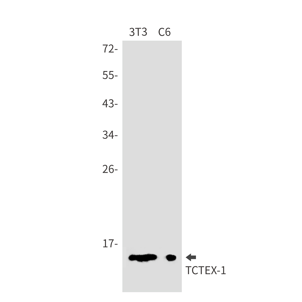 Dynein Light Chain Tctex Type 1