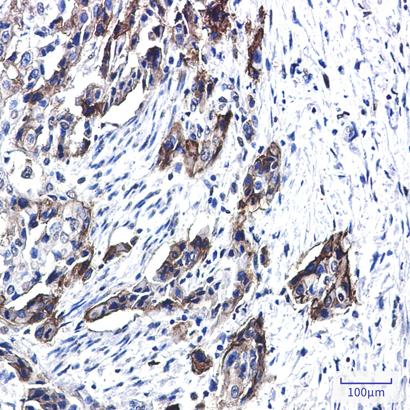 Rabbit Monoclonal Antibody to Tissue Factor
