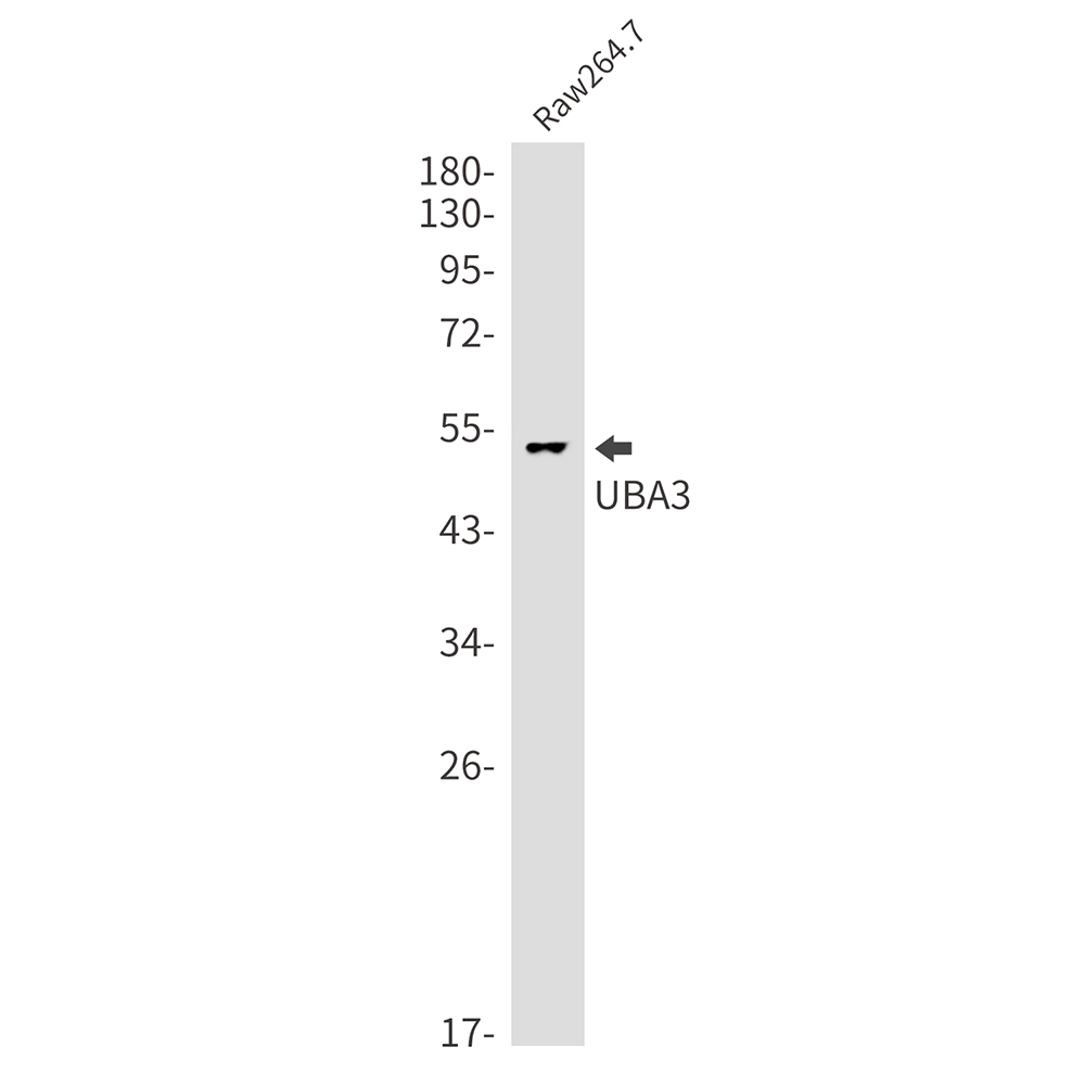 NEDD8 Activating Enzyme E1C