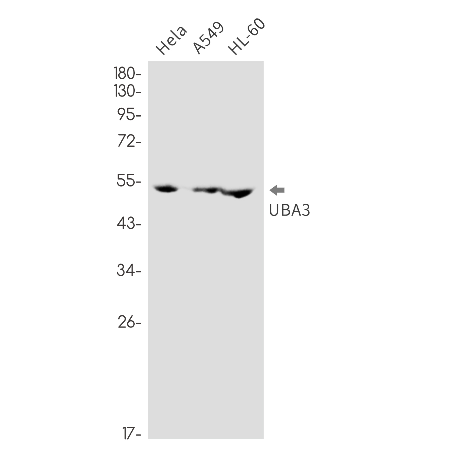 Rabbit Monoclonal Antibody to NEDD8 Activating Enzyme E1C