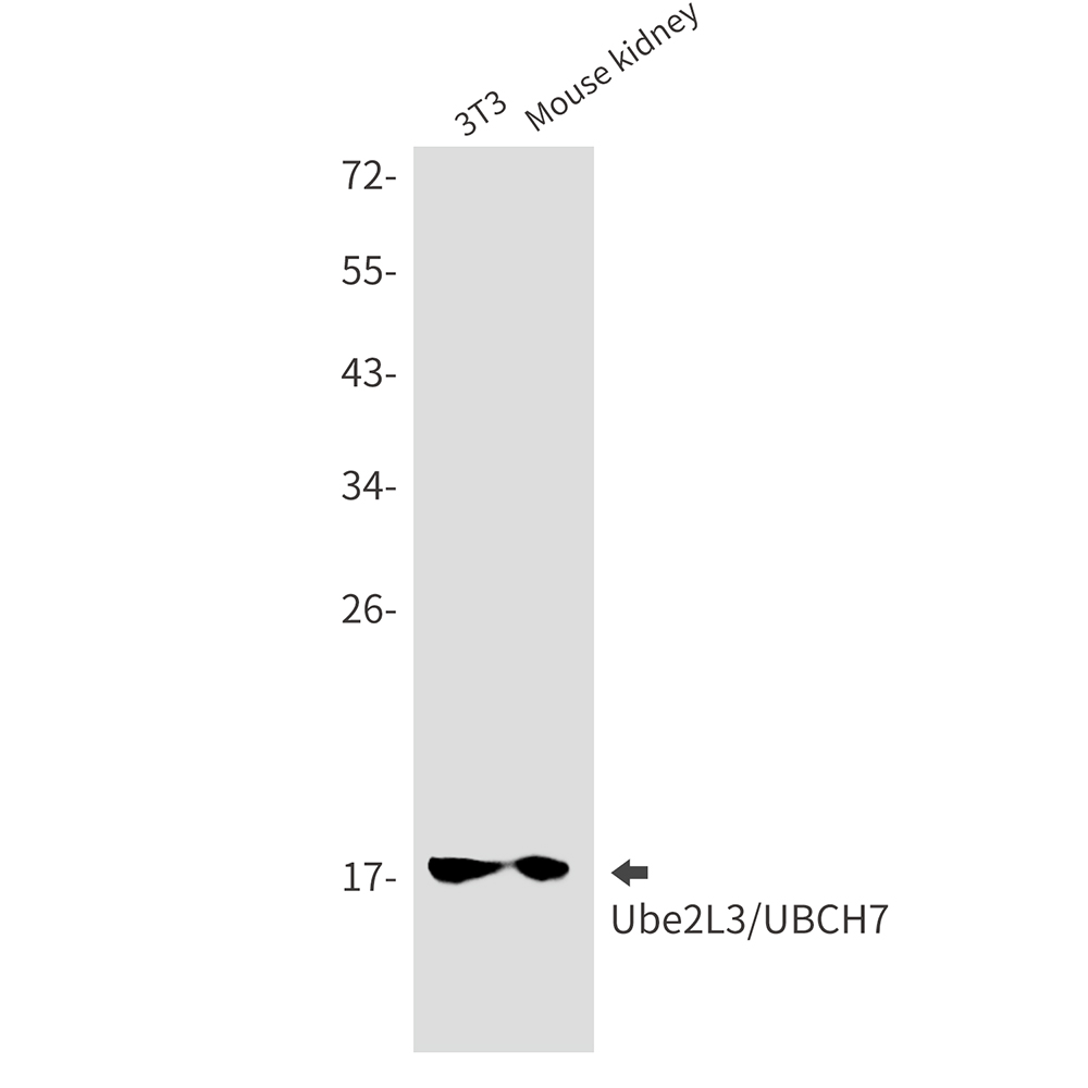 Ubiquitin Conjugating Enzyme E2 L3