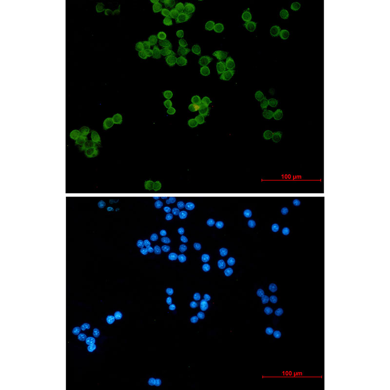 Rabbit Monoclonal Antibody to Ubiquitin Conjugating Enzyme E2 L3
