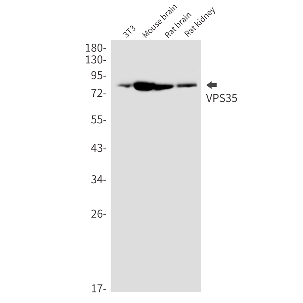 VPS35