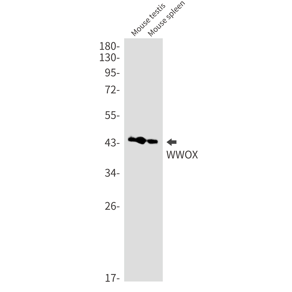 WWOX
