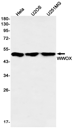 Rabbit Monoclonal Antibody to WWOX