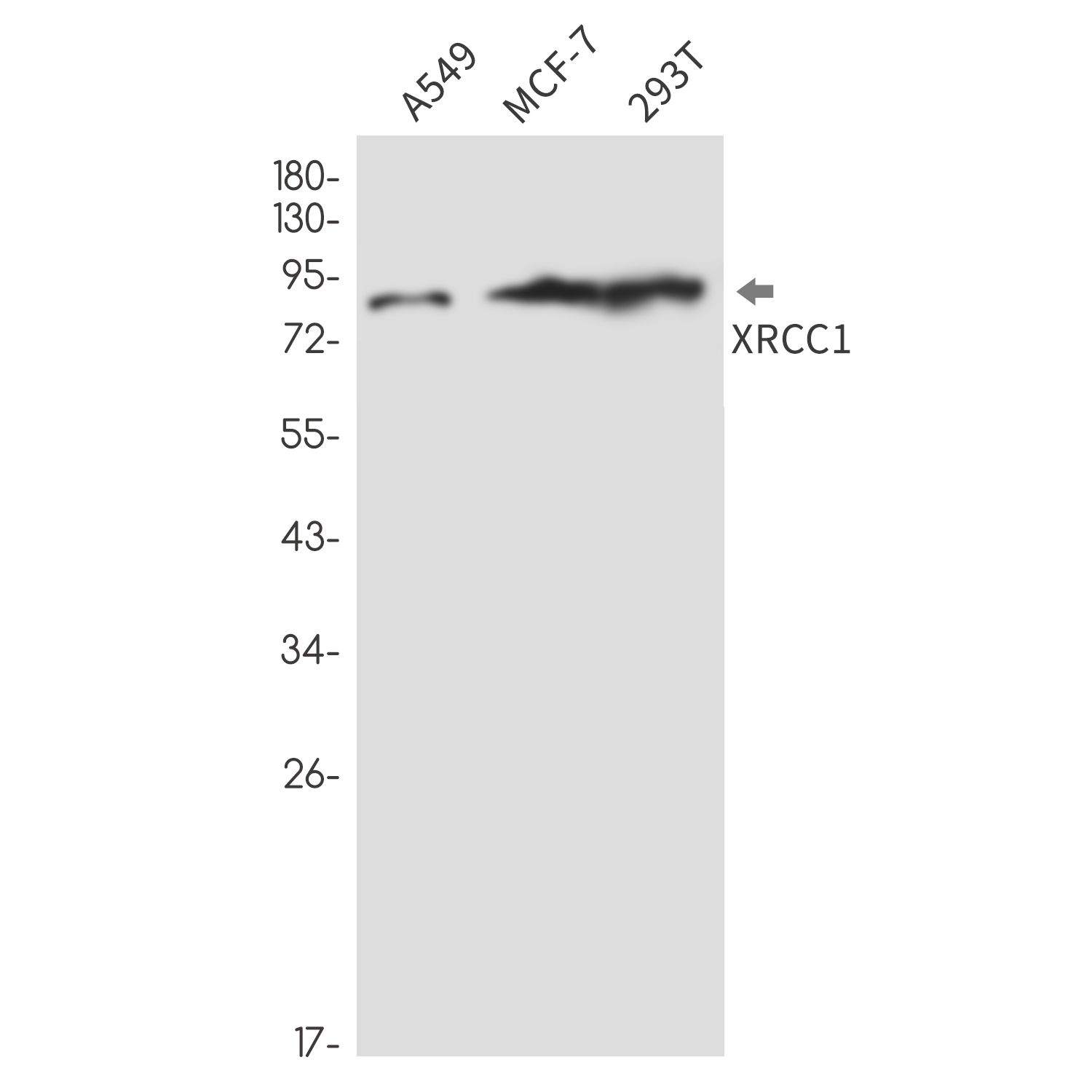 Rabbit Monoclonal Antibody to XRCC1